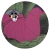 Avatar100 img