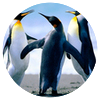 Avatar100 img