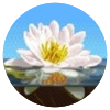 Avatar100 img