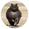 Avatar100 img