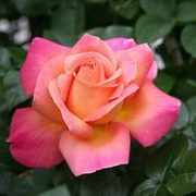 Thumb img cb38f856a7