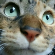 Thumb img 2ed2528d5e