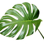 Thumb img 8b9ac47256