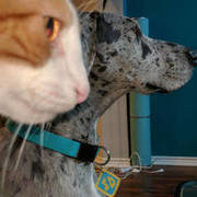 Thumb img 2b6342a187