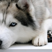 Thumb img e572f8cb31