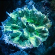 Thumb img f7b29d6331