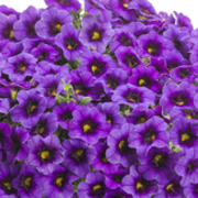 Thumb img 9d0b9ce56a