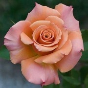Thumb img 691c998585