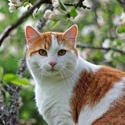 Thumb img 495fb1ea92