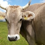Thumb img 688f35ffc2