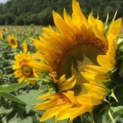 Thumb img 1bb8660044