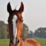 Thumb img 0270fe8f42