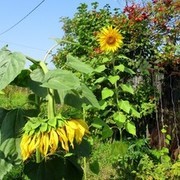 Thumb img 5ca50e4ba6
