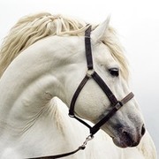Thumb img24579 5bab8ebd5a