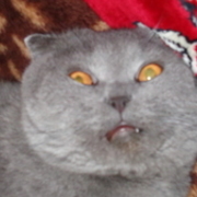 Thumb img 0aea7259b0