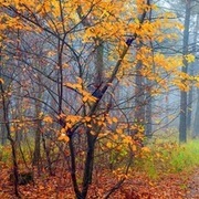 Thumb img 77213e7e8a