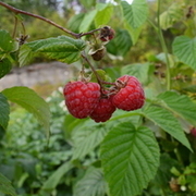 Thumb img be638d49e0