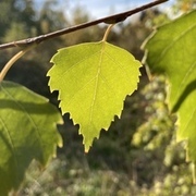 Thumb img 62112bf5b7