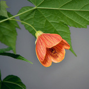 Thumb img daceac0320
