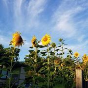 Thumb img cc20c47cb7