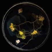 Thumb img 578e756f76