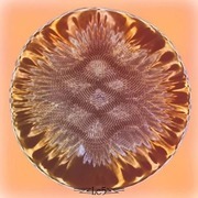 Thumb img 689ea67267