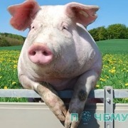 Thumb img 362c7d0236