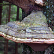 Thumb img 7bbe624374