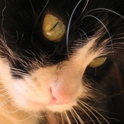 Thumb img 87ea806958