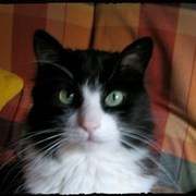 Thumb img 96b285d112