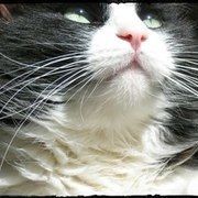 Thumb img dd218c0447