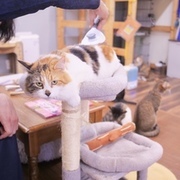 Thumb img 446a2b3915