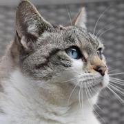Thumb img 9f6819d841