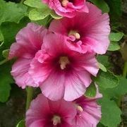 Thumb img 21e6388072