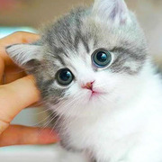 Thumb img d562bfe817