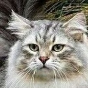 Thumb img 1bf02e793c