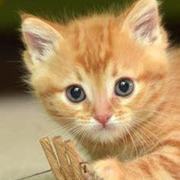 Thumb img 0df9145b8c
