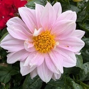 Thumb img e71812d641