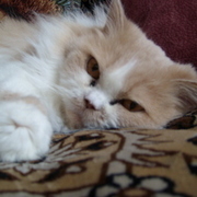 Thumb img 730a9d309c