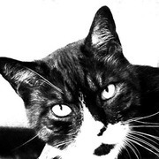 Thumb img 6c9449e7d1