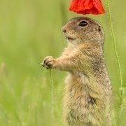 Thumb img 4a18043115