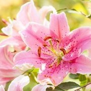 Thumb img b8cf125ab9