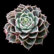 Thumb img 5bea5a1163
