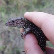 Thumb img ed474ed714
