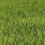 Thumb img 11c3e21034