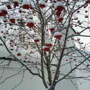 Thumb img cc273634e8