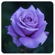 Thumb img 0541283502