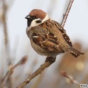 Thumb img 0b42df679f