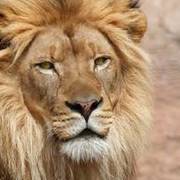 Thumb img 21d9032797