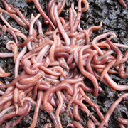 Thumb img beb34593c3